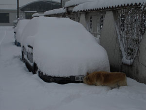 Nevicata bestiale
